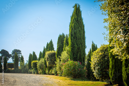 Tuscan vegetation, cypresses, oleander, bush, a green garden alley with white pebbles, beautiful day in Tuscany