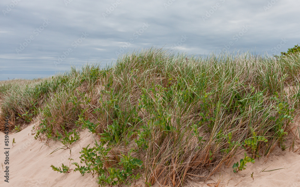 Sand Dune Vegetation (Sea Pea and Smooth Cordgrass Shrubs) Under Blue Cloudy Sky Near Ocean Shore Sand Dune Vegetation (Sea Pea and Smooth Cordgrass Shrubs) Under Blue Cloudy Sky Near Ocean Shore