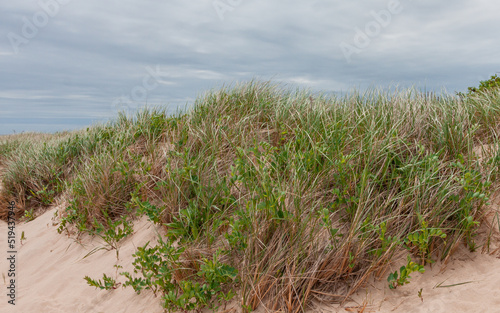 Sand Dune Vegetation  Sea Pea and Smooth Cordgrass Shrubs  Under Blue Cloudy Sky Near Ocean Shore 