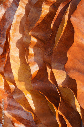 Close-up of fallen dry magnolia leaves background. Abstract autumn background.