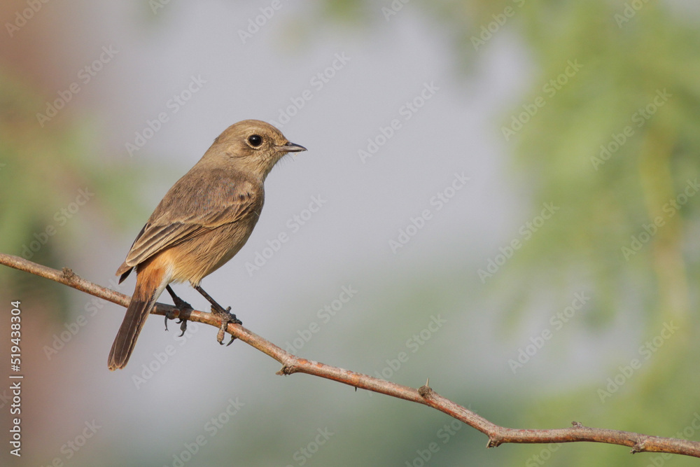 Pied Bushchat perching on a branch of  tree.