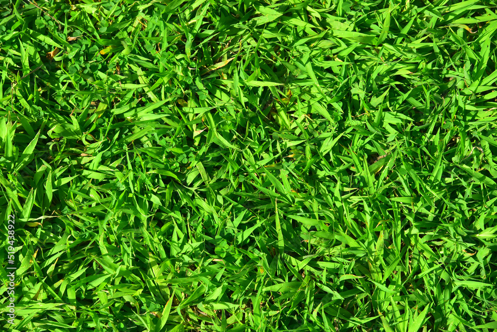 Texture of bright green not mown lawn. Bright background image of a lawn Texture of bright green not mown lawn. Bright background image of a lawn