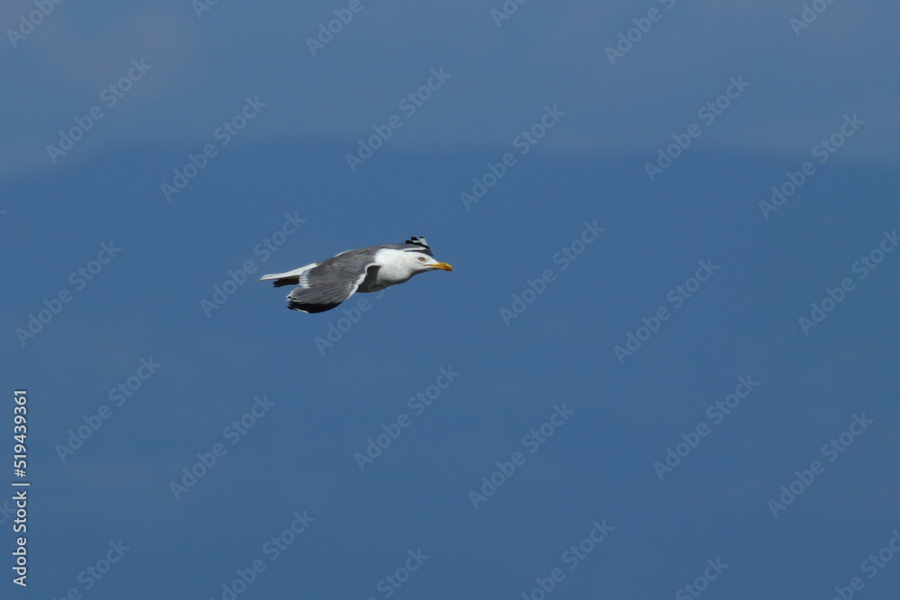 close up of a flying seagull over the adriatic sea close up of a flying seagull over the adriatic sea
