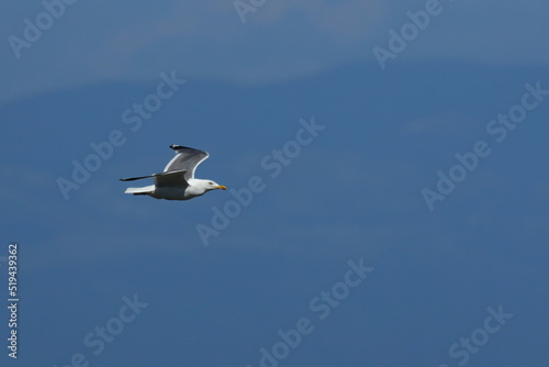 close up of a flying seagull over the adriatic sea