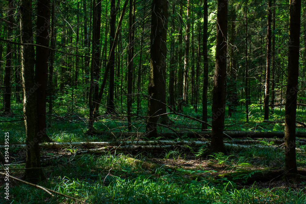 Trunks of fir trees in a dark forest, forest landscape with fir trees, spruce forest, selective focus