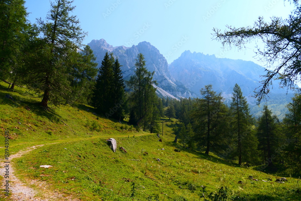 Almwiesen im Dachsteingebirge