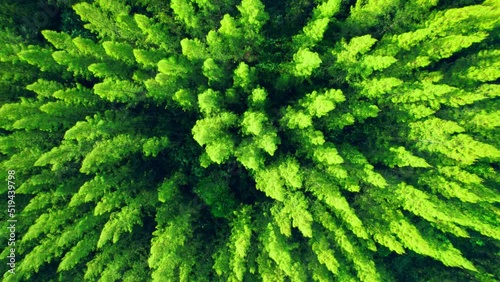 Aerial view from drone over pine forest. Pine forest in Ratchaburi Province, Thailand. Green nature background. Dynamic aerial shot. 4K
 photo