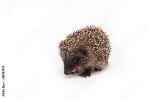Adorable European hedgehog over happy on white studio background