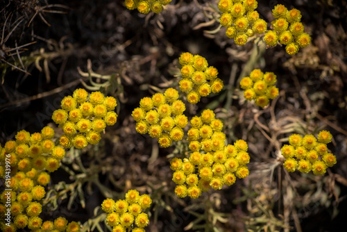 Yellow flowers of helichrysum arenarium immortelle on green blurry background  golden grass flower 