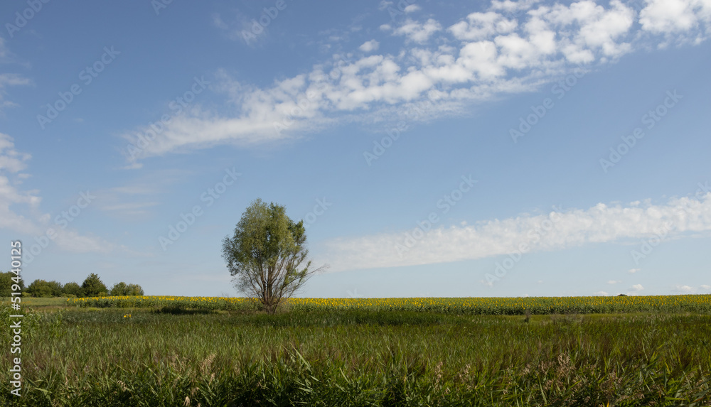 Fototapeta premium A lonely tree and line-like clouds