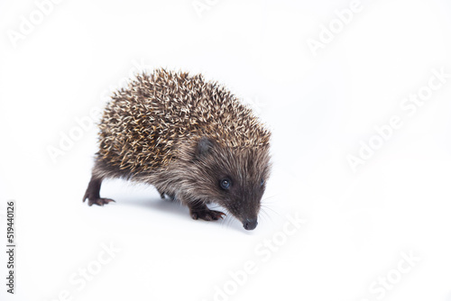 Adorable European hedgehog over happy on white studio background
