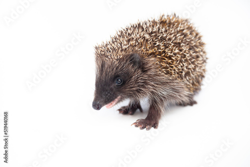 Adorable European hedgehog over happy on white studio background