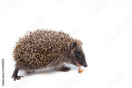 Adorable European hedgehog over happy on white studio background