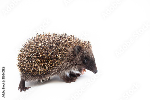 Adorable European hedgehog over happy on white studio background