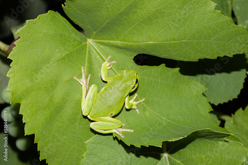 A green tree frog on a leaf of a vine photo