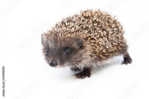 Adorable European hedgehog over happy on white studio background