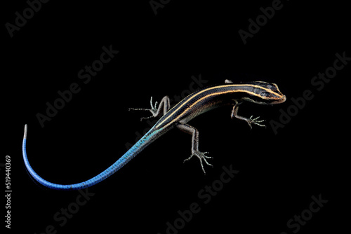 Close-up of a blue tail skink (Cryptoblepharus egeriae) against a black background photo
