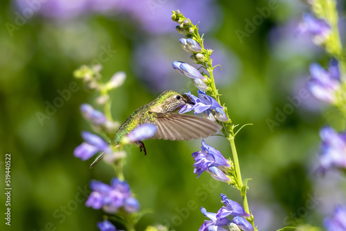 A female Broad-tailed Hummingbird drinking nectar from the flower of a Rocky Mountain Penstemon plant, with a soft garden background.