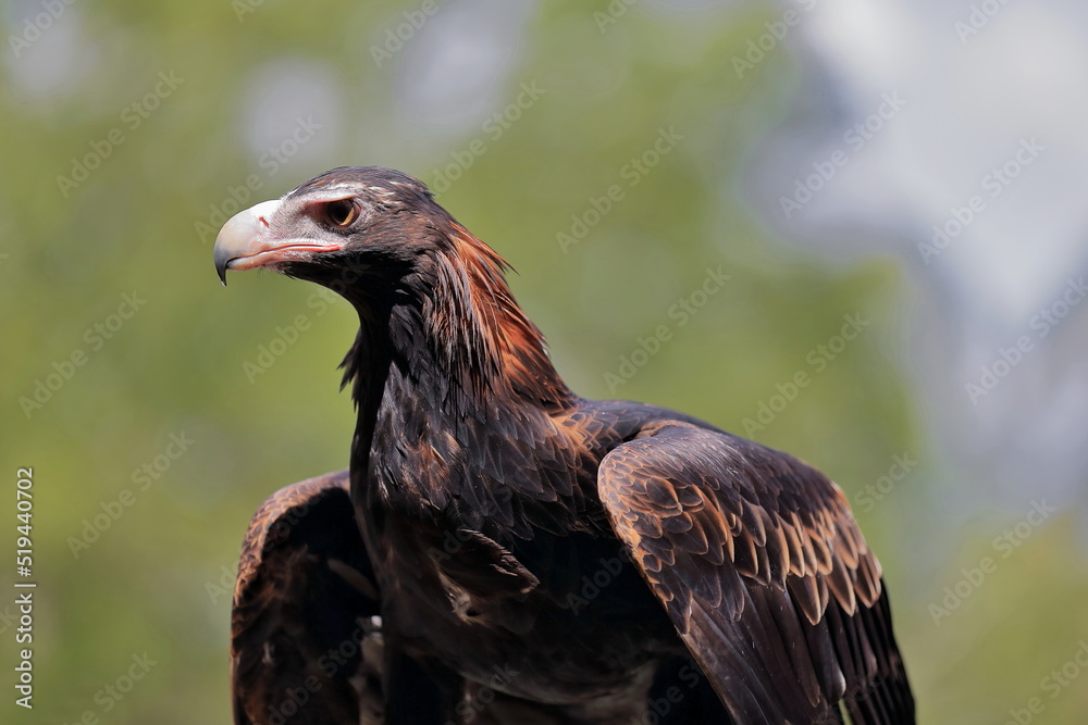 Wedge-tailed eagle Aquila audax, largest Australian bird of prey. Brisbane-080 Wedge-tailed eagle Aquila audax, largest Australian bird of prey. Brisbane-080