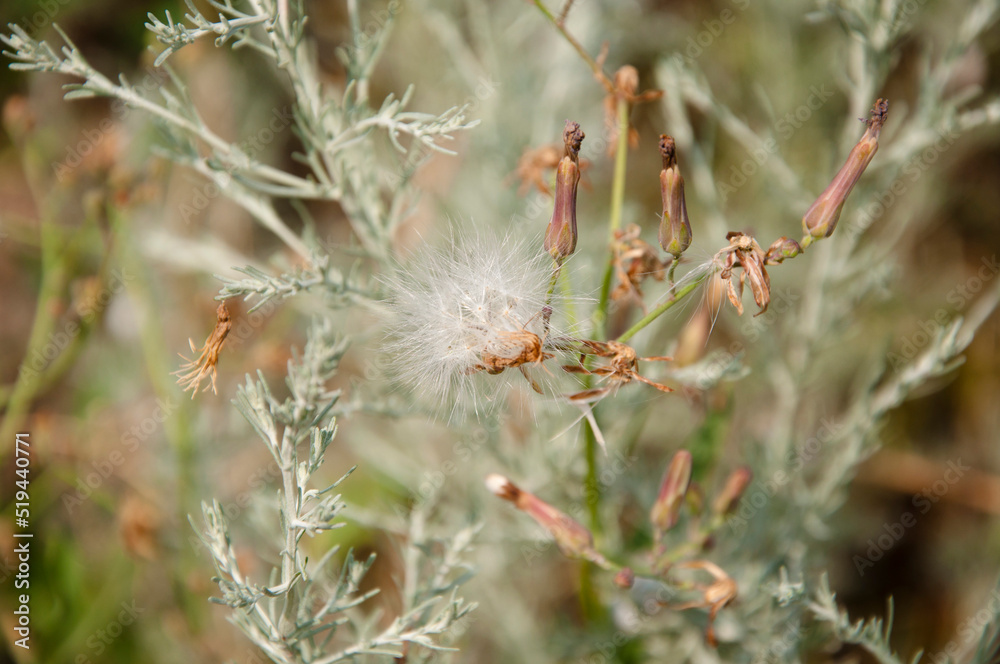 Dry seedheads of thistle flowers. Seedheads of creeping thistle. Fluffy seedheads natural background Dry seedheads of thistle flowers. Seedheads of creeping thistle. Fluffy seedheads natural background