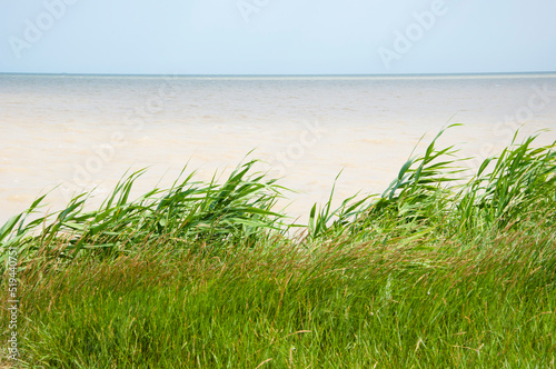Fototapeta Naklejka Na Ścianę i Meble -  Grass growing on sea shore. Sea grass sky background. Grass on sea horizon. Grassy shore nature