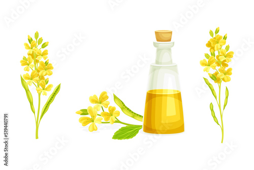 Mustard Yellow Oil Poured in Glass Corked Jar and Plant Blossom with Pod Vector Set
