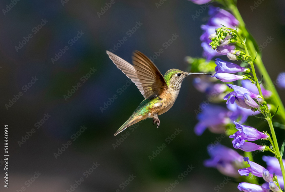 Fototapeta premium A female Broad-tailed Hummingbird approaching a Rocky Mountain Penstemon flower stalk with upright wings against a dark background.