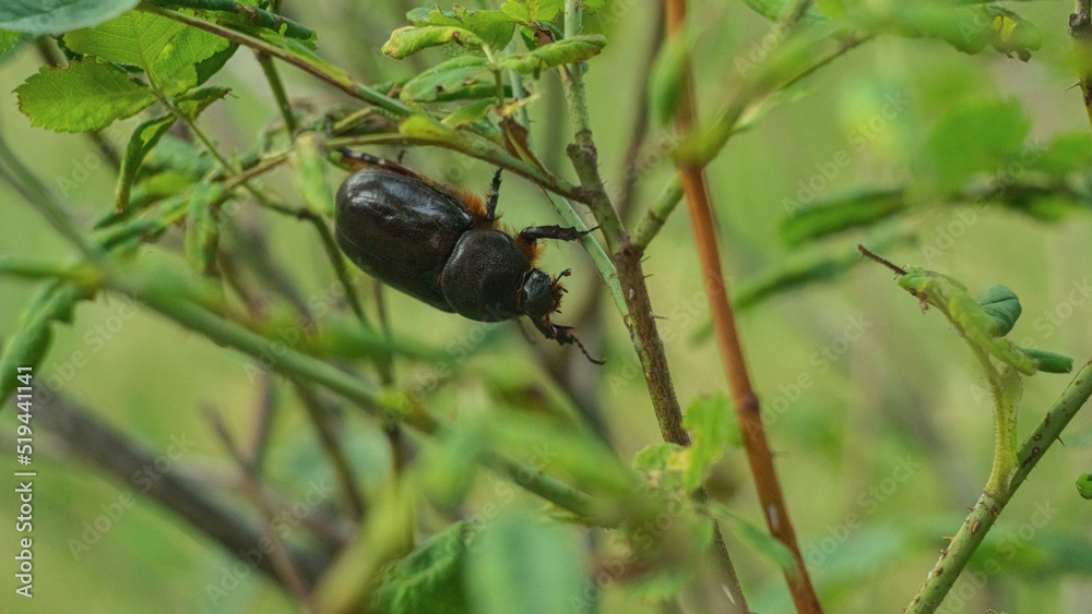 The Ukrainian rhinoceros beetle crawls on a branch The Ukrainian rhinoceros beetle crawls on a branch