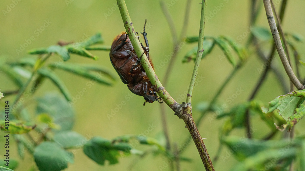 The Ukrainian rhinoceros beetle crawls on branches