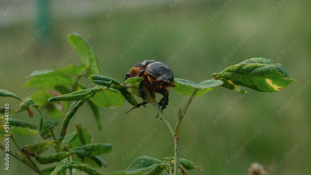 The Ukrainian rhinoceros beetle sits on a leaf