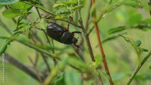 The Ukrainian rhinoceros beetle crawls on a branch