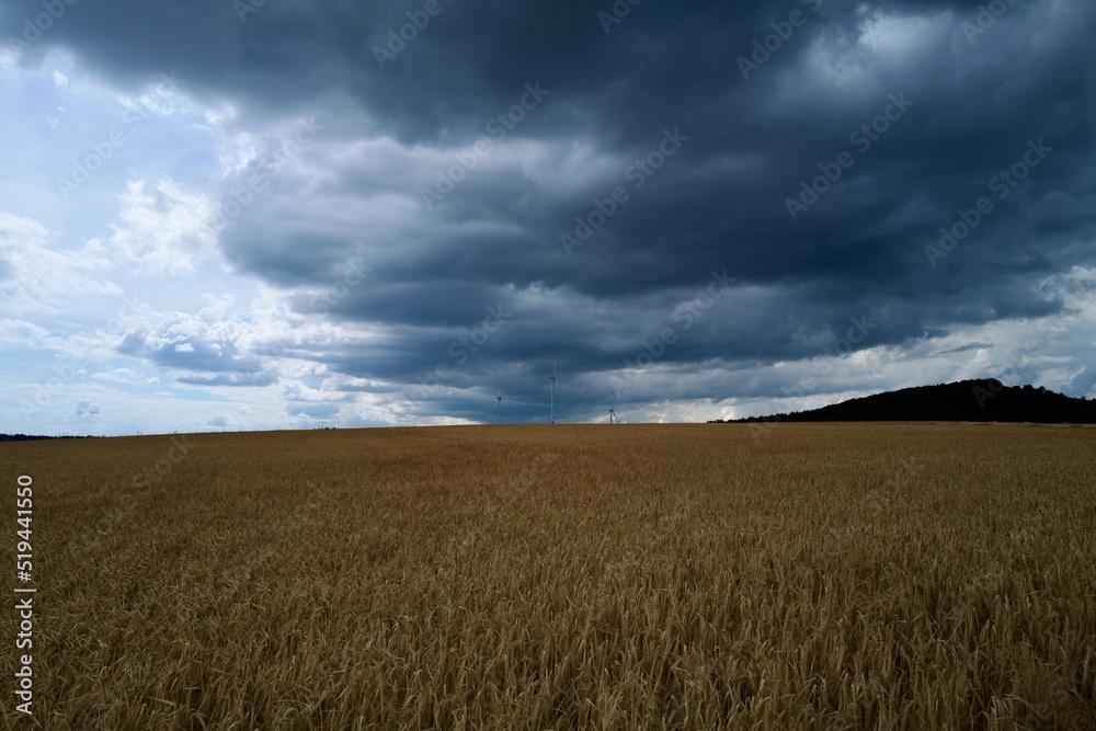 wheat field under sky with windmills in the background