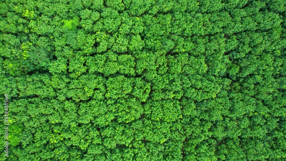 Aerial view from drone over rubber trees plantation. rubber trees in Ratchaburi Province, Thailand. Green nature background. Dynamic aerial shot. 4K
