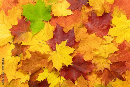 Background of autumn  maple leaves