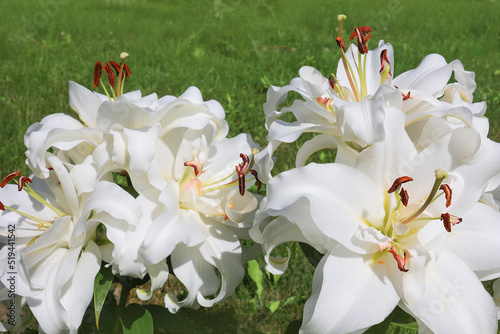 A flower bed with blooming white lilies in the garden close-up.