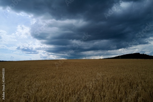 wheat field under sky with windmills in the background