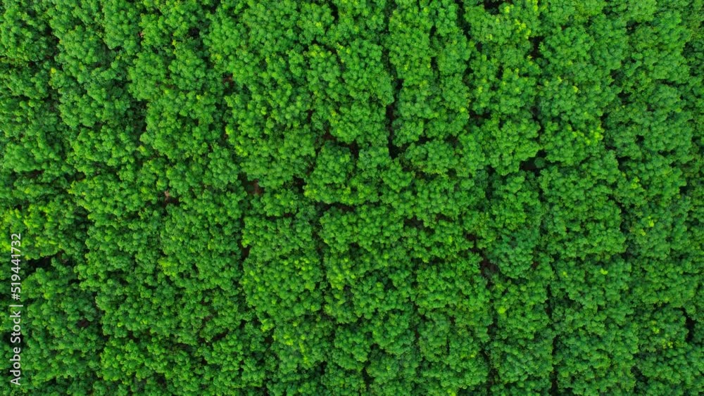 Beautiful tropical rubber trees plantation in Ratchaburi province, Thailand. Nature background in 4K resolution. Aerial view from a drone. 
