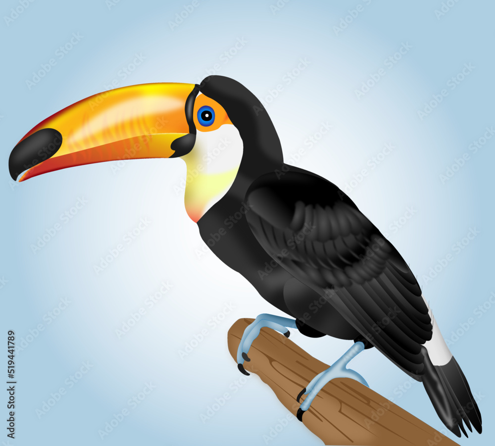 Fototapeta premium Tucán, animales, pico de banana, aves