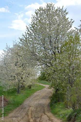 blossomed roadside trees in spring