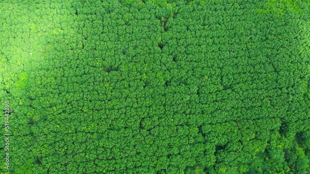 4K Aerial view over a rubber tree. rubber plantation. Drone view of Nature Background. rubber trees in Ratchaburi Province, Thailand
