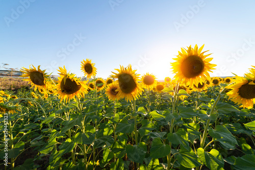 sunflower seeds in sack. Sunflower seeds in burlap bag on wooden table with field of sunflower on the background. Sunflower field with blue sky. Photo with copy space area for a text