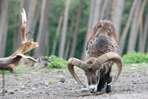 Rehbock im Wald