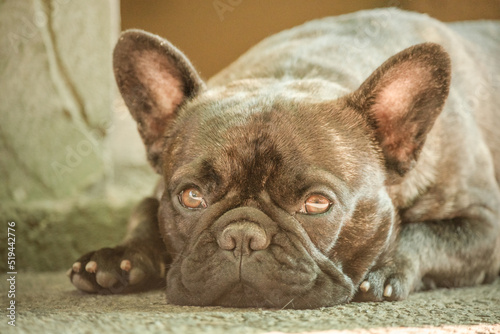 A narrow zone of focus on the eyes. A young dog of the French bulldog breed lies on a sunny day. © Lesia
