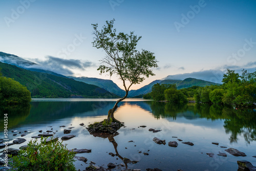 Fototapeta Naklejka Na Ścianę i Meble -  Lone Tree on Llyn Padarn lake in LLanberis at dawn, Wales, UK