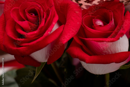 Rosas Vermelhas