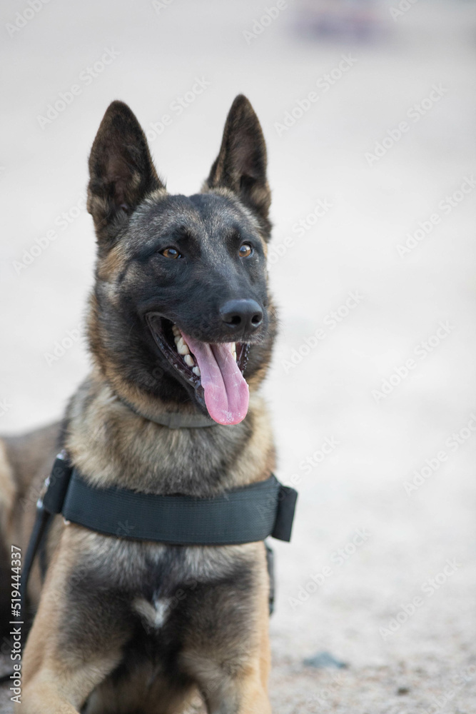 police dog posing for camera