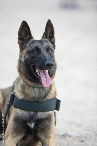 police dog posing for camera © Melinda Nagy