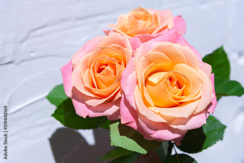 Fototapeta premium Orange rose isolated on white background. Bud with petals close up