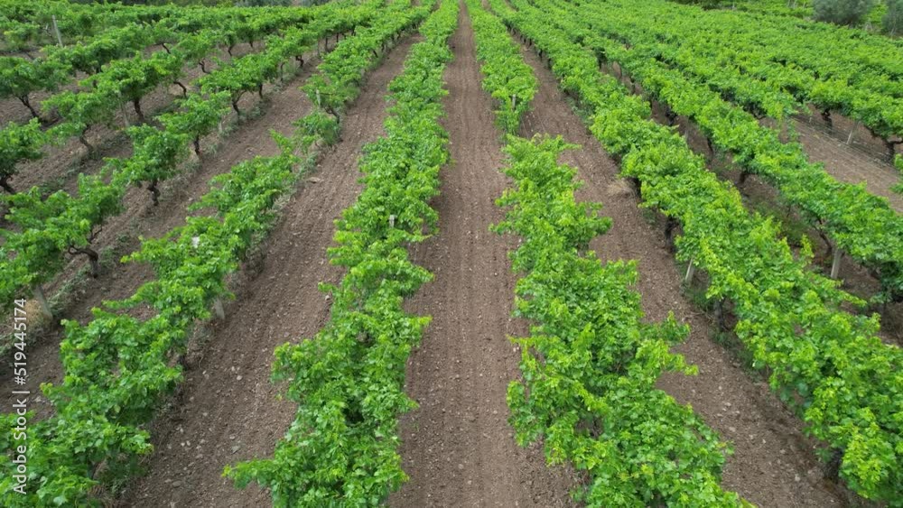 aerial vineyard fields aerial vineyard fields