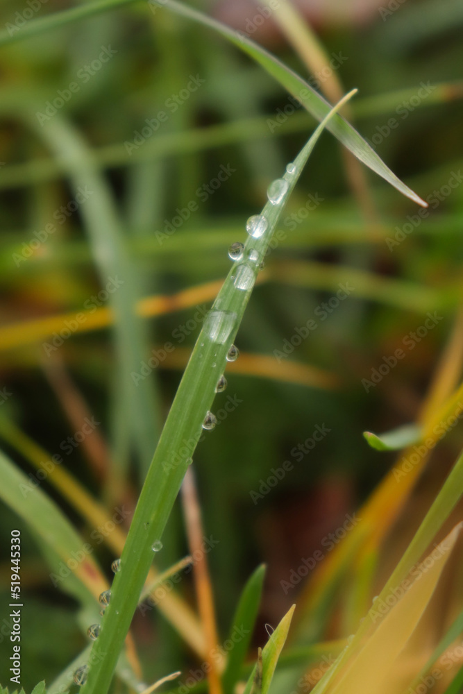Blade of green grass with individual drops of water in a field in Germany on a fall day. Blade of green grass with individual drops of water in a field in Germany on a fall day.